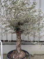 Charming gnarled Olive tree