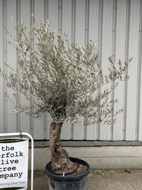 Charming gnarled Olive tree