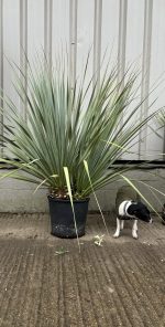 Nolina nelsonii