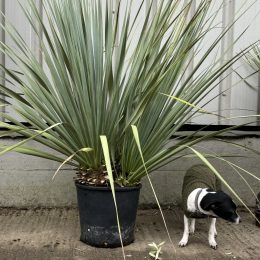 Nolina nelsonii
