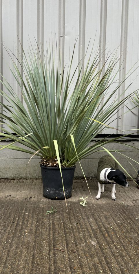 Nolina nelsonii