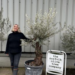Ancient Olive Tree