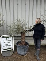 Small gnarled Olive tree