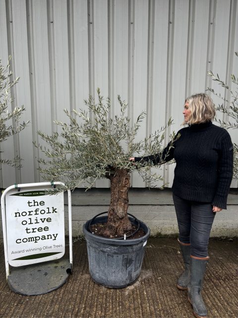 Small gnarled Olive tree