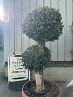 Mature Pom Pom Olive tree