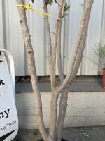 Arbequina Olive tree