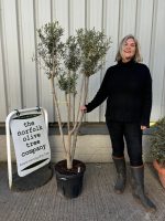 Arbequina Olive tree