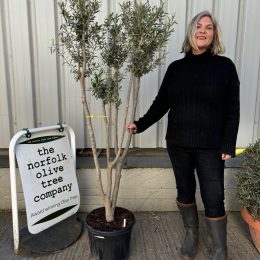 Arbequina Olive tree