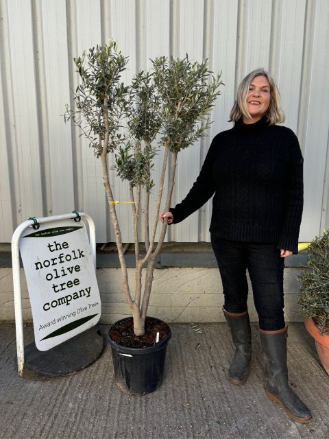 Arbequina Olive tree