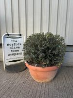 Ball Olive tree