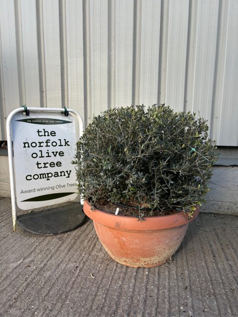 Ball Olive tree