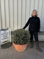 Ball Olive tree