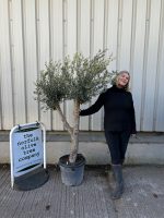 Vase shaped Olive tree