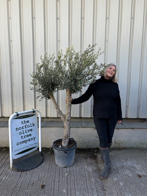Vase shaped Olive tree