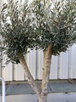 Vase shaped Olive tree