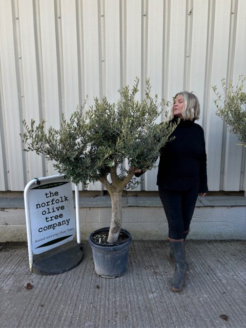Branched Olive Tree
