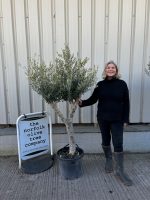 Branched Olive Tree