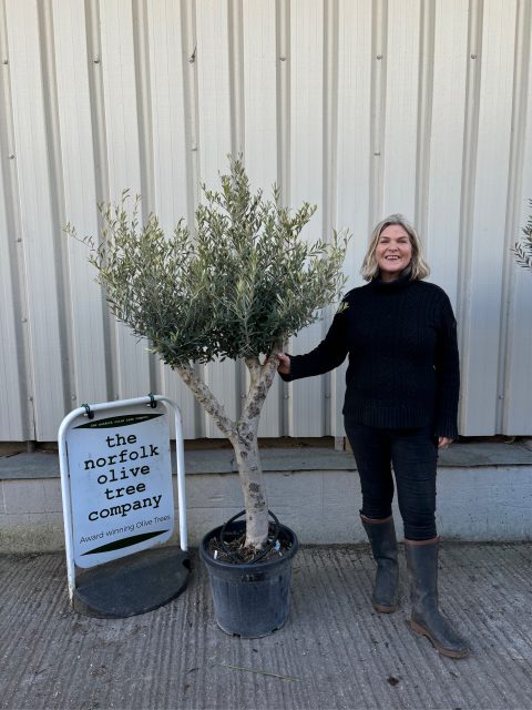 Branched Olive Tree