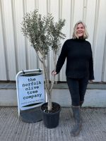 Multi-stem Olive tree