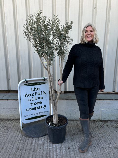 Multi-stem Olive tree
