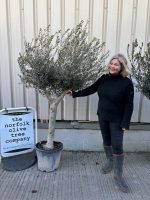 Mature Olive tree for sale