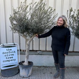 Mature Olive tree for sale