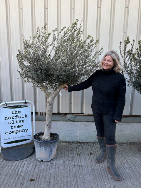 Mature Olive tree for sale