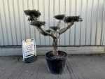 Smooth stem cloud tree