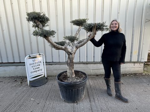 Smooth stem cloud tree
