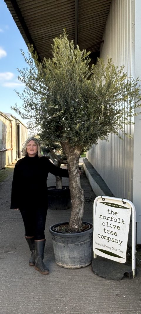 Tall Olive Tree