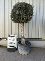 IMG_5935 Lollipop Olive tree