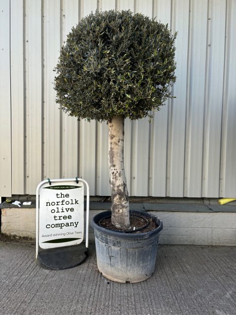 Lollipop Olive tree