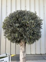 Lollipop Olive tree