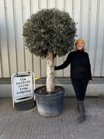Lollipop Olive tree