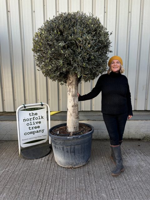 Lollipop Olive tree