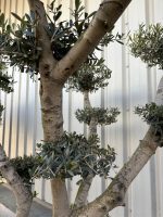 Smooth stem cloud tree