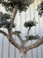 Smooth stem cloud tree