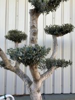 Smooth stem cloud tree