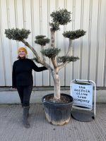Smooth stem cloud tree