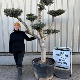 Smooth stem cloud tree
