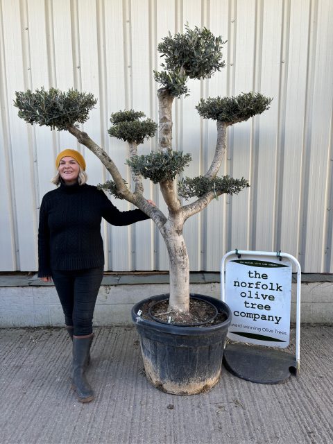 Smooth stem cloud tree