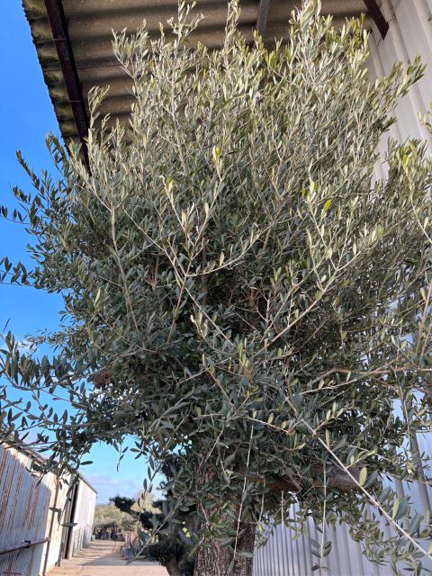 Tall Olive Tree