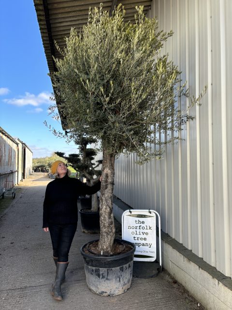 Tall Olive Tree