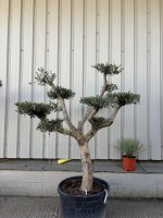Niwaki cloud Olive tree