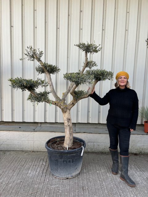 Niwaki cloud Olive tree
