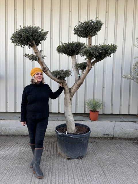 Niwaki cloud Olive tree