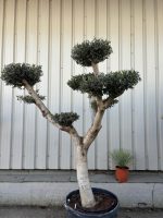 Niwaki cloud Olive tree