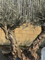 Ancient Olive Tree