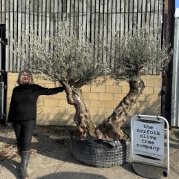 Ancient Olive Tree For Sale.