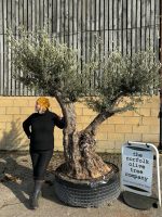 Ancient Olive Tree
